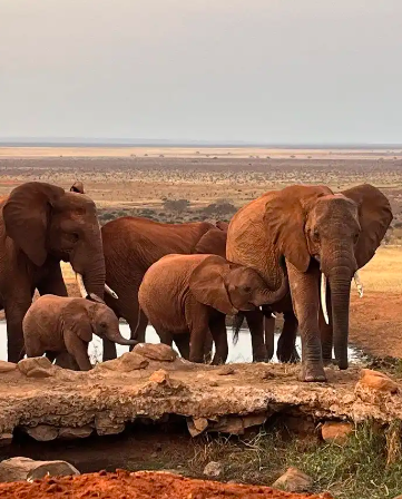 Kenya Safari: i colori dell'Africa dallo Tsavo Est al mare di Malindi – Malindi